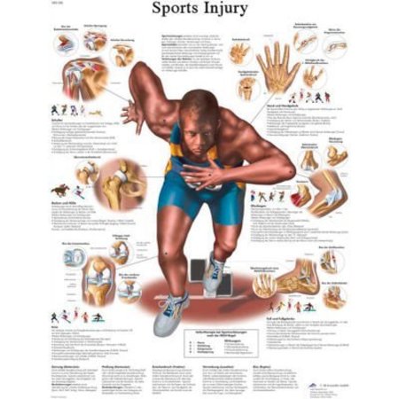 FABRICATION ENTERPRISES 3B® Anatomical Chart - Sports Injuries, Laminated 12-4623L